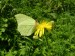 Hmyz (motýli) - žluťásek řešetlákový (Gonepteryx rhamni)