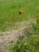 Asteraceae - jestřábník oranžový (Hieracium auranthiacum)