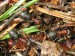 Hmyz (mravenci) mravenec lesní (Lasius fuliginosus), Krty