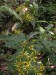 Asteraceae - starček Fuchsův (Senecio ovatus), údolí Střely VII.