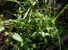 Asteraceae - dvouzubec trojdílný (Bidens tripartitus), Kokotské rybníky, IX.
