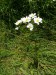 Asteraceae - řimbaba chocholičnatá (Pyrethrum corymbosum) , Drásov, VII.