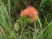 Hmyz (blanokřídlí) - žlabatka růžová (Diplolepsis rosae) - hálka, Křešín 2