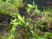 Liliaceae - kokořík vonný (Polygonatum odoratum), Kařezské rybníky, V.