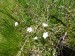 Stellariaceae - rožec kuřičkolistý ( Cerastium alsinifolium), Prameny, V.
