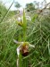 Orchidaceae - tořič včelonosný (Ophrys apifera), Štramberk, VI.