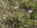 Asteraceae - hvězdnice chlumní (Aster amellus), Pouzdřany, VIII.