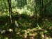 M2 - První osamělé  kameny v lesíku