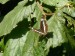 Hmyz (motýli) - bělopásek dvouřadý (Limenitis camilla), Hostim, VIII.