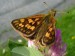 Hmyz (motýli) - soumračník jitrocelový (Carterocephalus palaemon), Prameny, V.