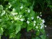 Brassicaceae - řeřišnice hořká (Cardamine amara), Srbsko, V.