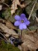 PP16 - Jedna z prvních jarních rostlin v květu - jaterník podléška