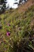 ZV9 - Carduus nutans - bodlák nící na svahu Zbraslavského vrchu