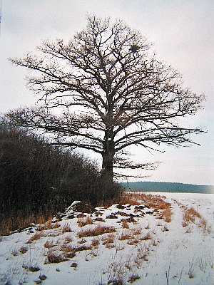 S - strom naproti Sv.Petru.jpg