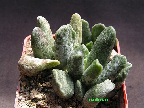 Adromischus cooperi 2.jpg