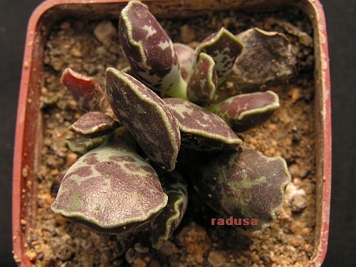 Adromischus cooperi, Graaf- Reinett, RSA.jpg