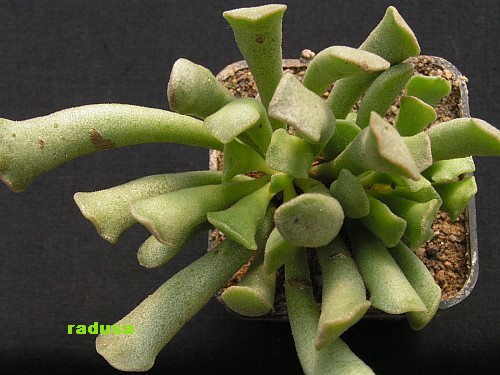 Adromischus cristatus v.clavifolius.jpg