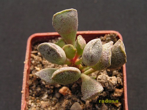 Adromischus cristatus v.schonlandii, Gomtas Motol, RSA.jpg