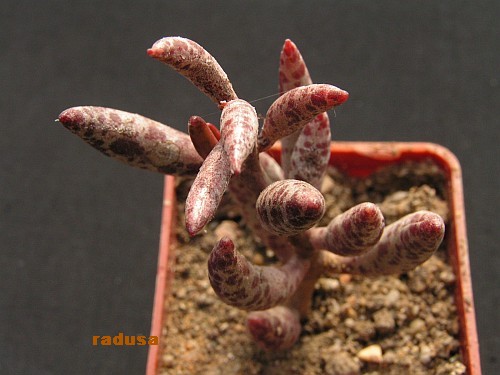 Adromischus filicaulis, Vanrhynsdorp, RSA.jpg