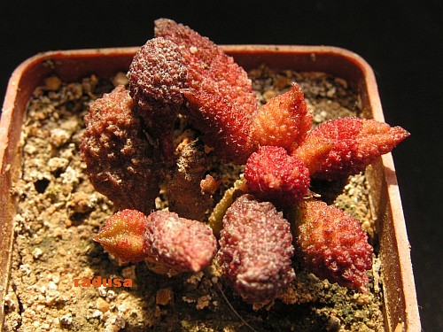 Adromischus marianiae f.herrei.jpg