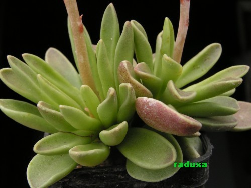 Adromischus phillipsiae.jpg