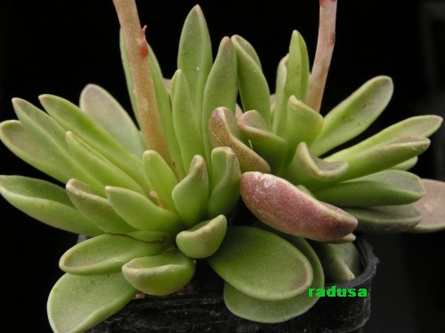 Adromischus phillipsiae.jpg