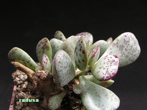 Adromischus triflorus, Swartberg, RSA.jpg