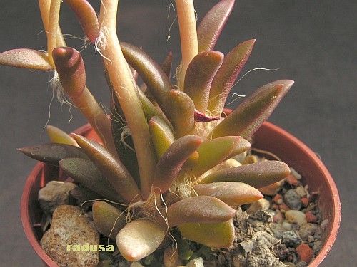 Anacampseros lanceolata, Pakhuis Pass, RSA.jpg