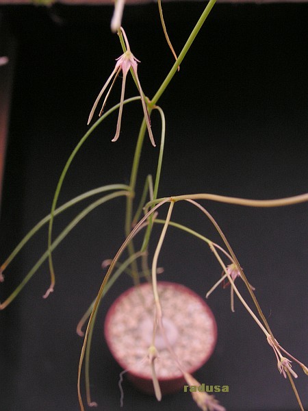 Brachystelma gracile, Zimbabwe.jpg