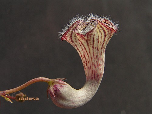 Ceropegia carnosa, Etiopia   JM.jpg