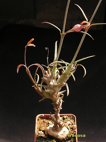 Ceropegia dimorpha.jpg