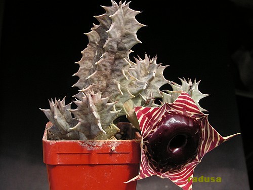 Huernia zebrina 2.jpg