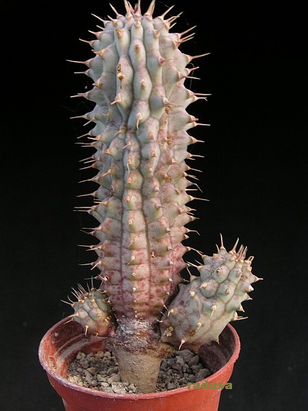 Hoodia gordonii.jpg