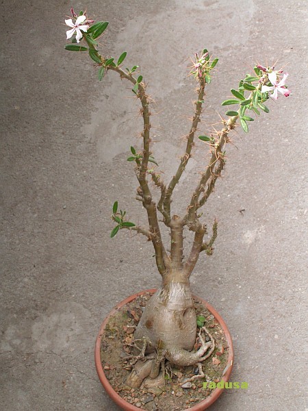 Pachypodium succulentum.jpg