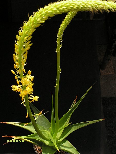 Bulbine alooides.jpg