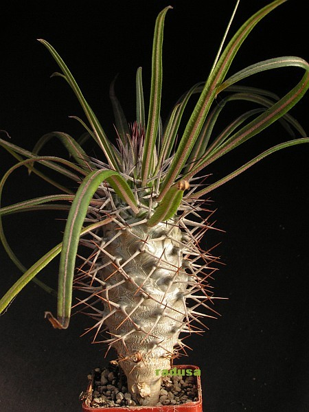 Pachypodium geayi.jpg