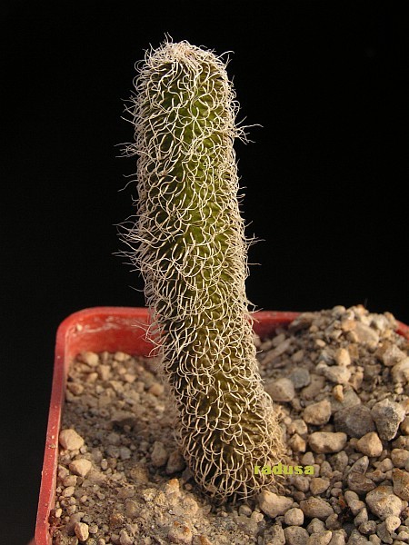 Stapelianthus pilosus.jpg