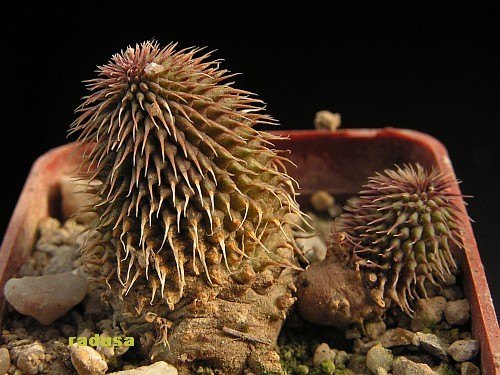 Huernia pillansii.jpg