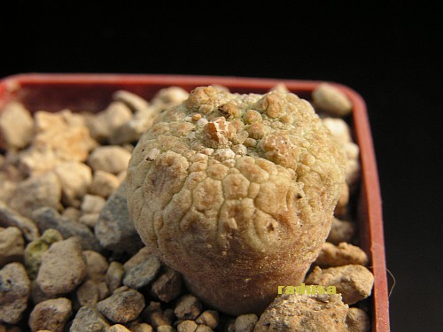 Pseudolithos cubiformis.jpg