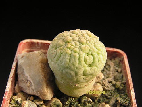 Pseudolithos migiurtinus.jpg