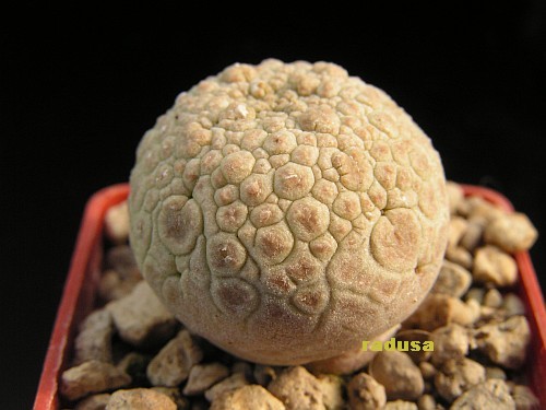 Pseudolithos sp., TG862, Etiopia.jpg