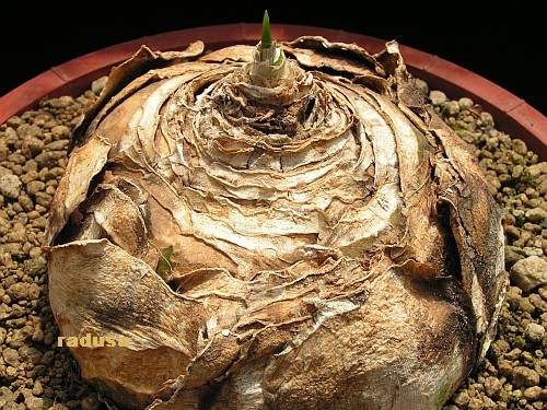 Urginea epigea   JM.jpg
