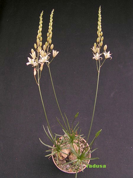 Ornithogalum sp., RSA , Vanwykskraal.jpg