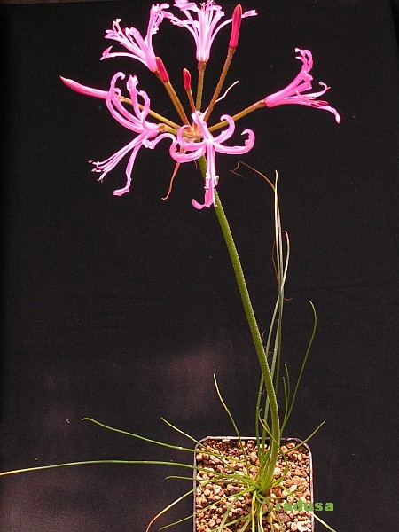 Nerine filifolia    JM.jpg