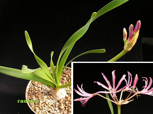 Nerine krigei   JM.jpg