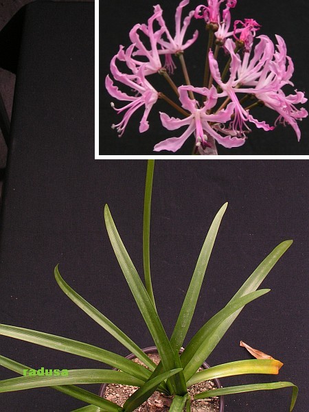 Nerine undulata   JM.jpg