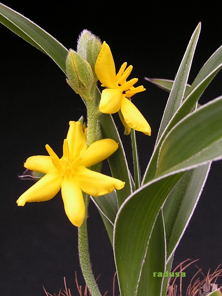 Hypoxis hemerocallidea   JM.jpg