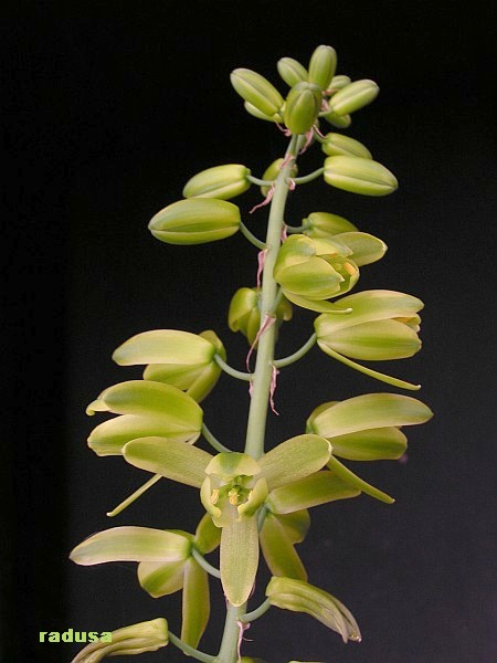 Albuca bainesii.jpg