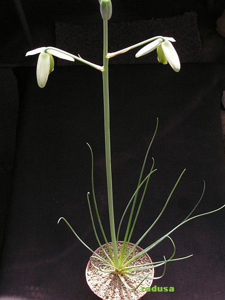 Albuca sp., RSA, Mortimer   JM.jpg