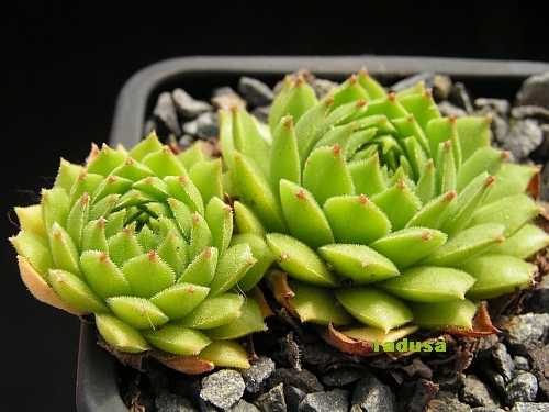 Sempervivum davisii.jpg